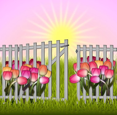 Morning in the garden tulip and fence clipart