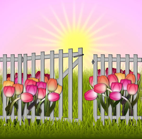 Morning in the garden tulip and fence — Stock Photo, Image