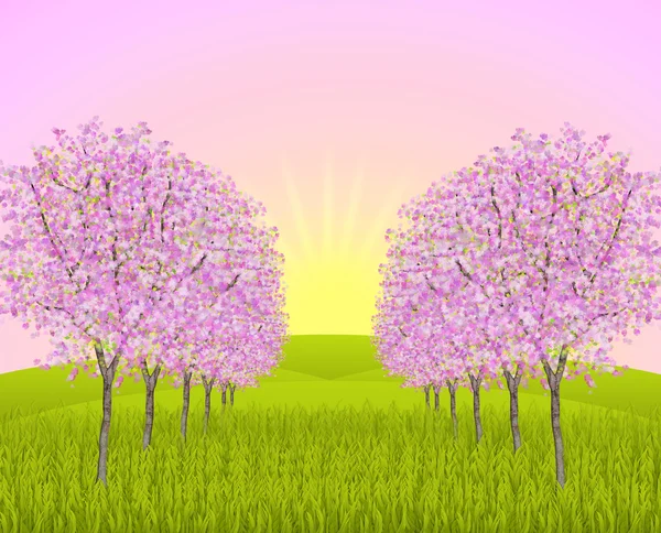 Apple blossom morning — Stock Photo, Image