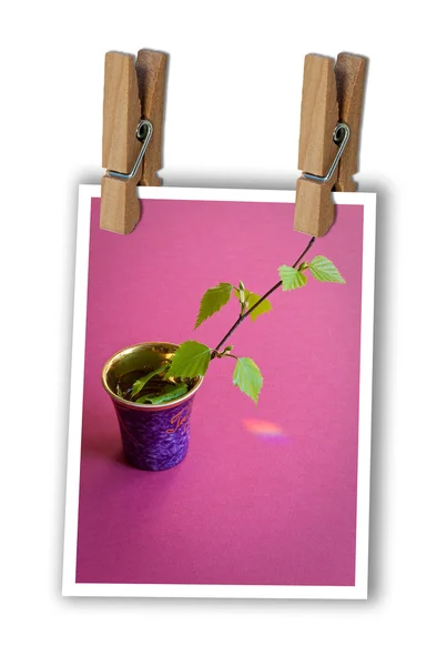 Spring card with clothes pin — Stock Photo, Image