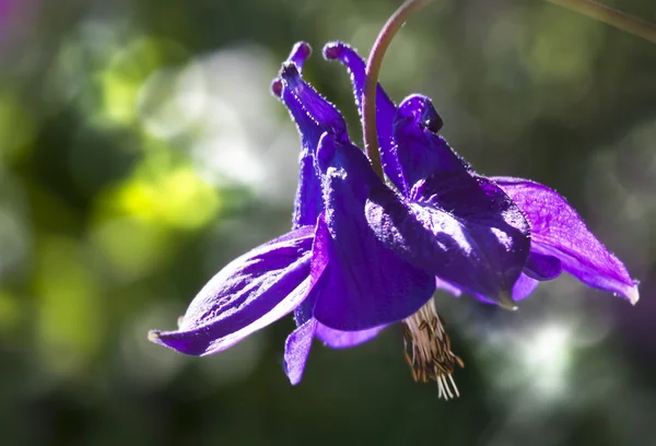 stock image Blue columbine dancing in the summerbreeze