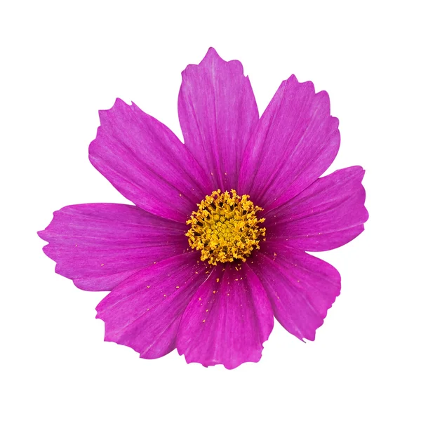 Cosmea rosa isolada — Fotografia de Stock