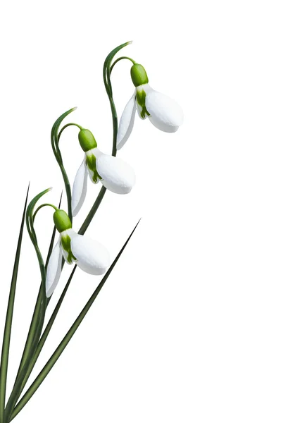 Snowdrops isolated on white — Stock Photo, Image