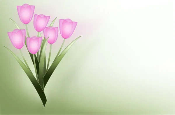 Rózsaszín tulipán háttér — Stock Fotó