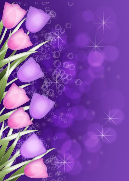 Borde tulipán púrpura profundo —  Fotos de Stock