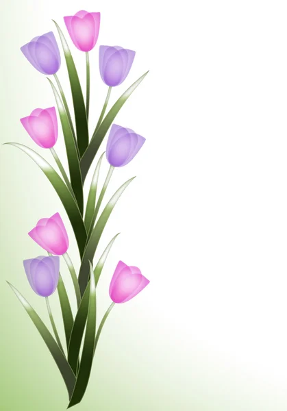 Spring tulip border — Stock Photo, Image