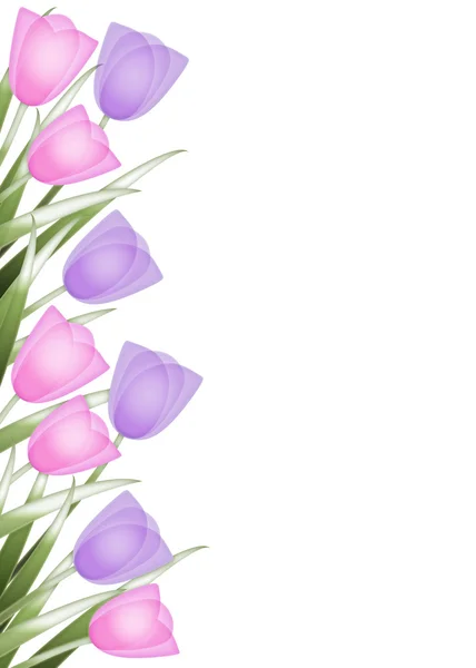 Fronteira da tulipa — Fotografia de Stock