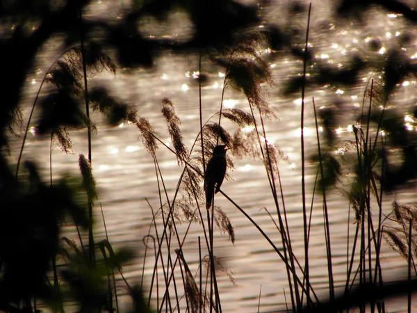 stock image At the lake - Great Reed Warbler (Acrocephalus arundinaceus)