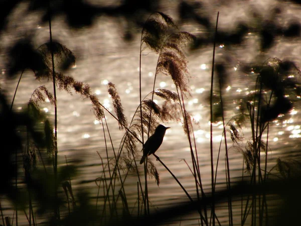 stock image At the lake - Great Reed Warbler