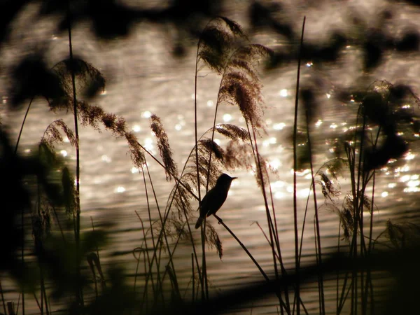 No lago - Grande Reed Warbler Imagens De Bancos De Imagens Sem Royalties