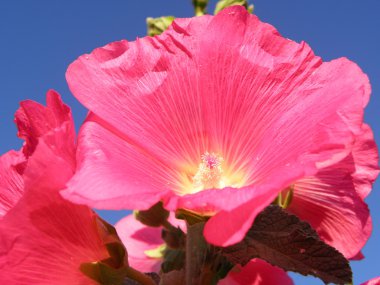 Bahar çiçek - hollyhocks, yakın çekim