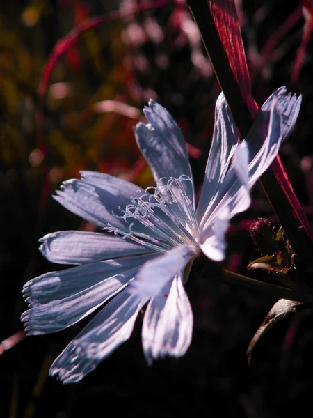 Spring flower - Chicory, close up — Stock Photo, Image