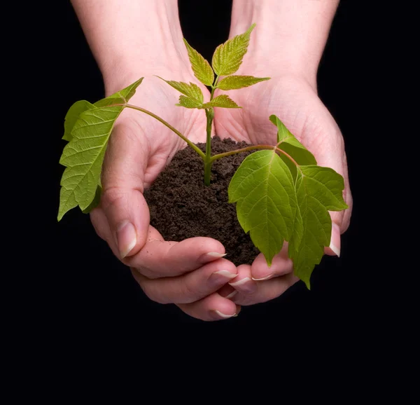 Handen van bedrijven een beetje groene plant — Stockfoto