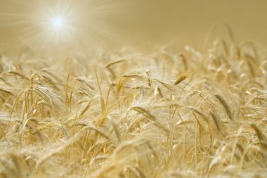 Golden Wheat field clipart