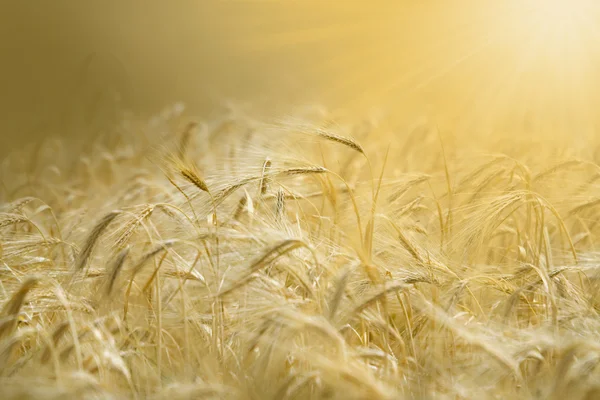 Pole pšenice obecné — Stock fotografie