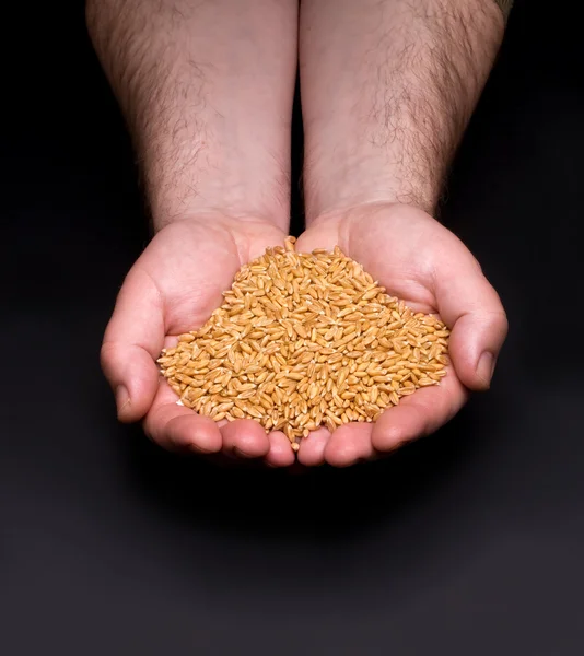 Manos con granos — Foto de Stock