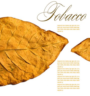 Tobacco leaf clipart