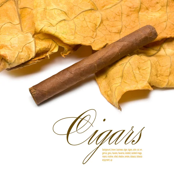 Cigar and leaf — Stock Photo, Image
