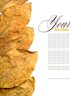 Leafs tobacco clipart