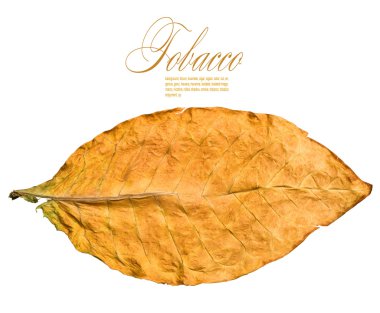 Dry leaf clipart