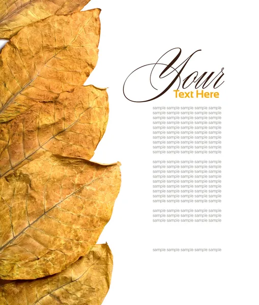 Табак из листьев — стоковое фото