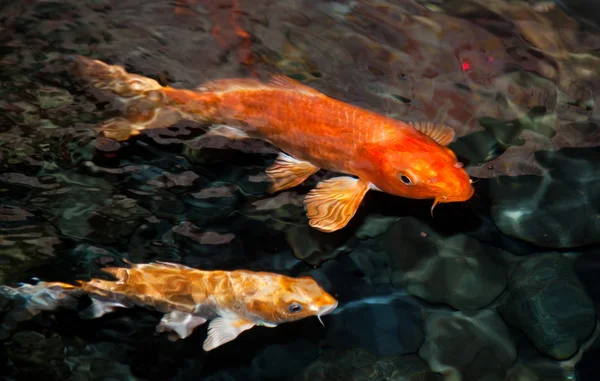 Koi carp Stock Image