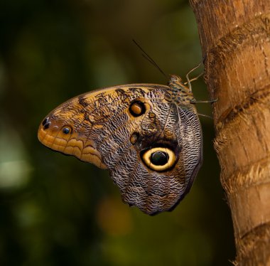 Tawny Owl Butterfly clipart