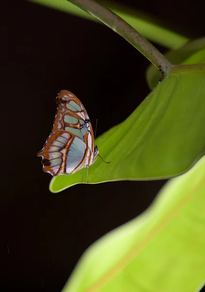 Papillon vague bleue — Photo