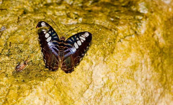 Brown Clipper Butterfly — Stock Photo, Image