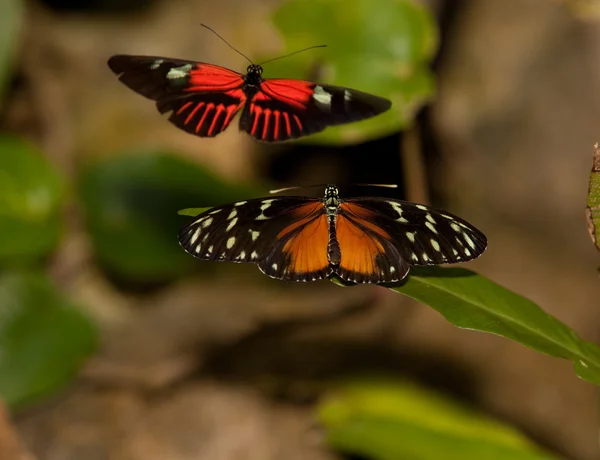 Sarı kaplan longwing kelebek ve kırmızı postacı kelebek