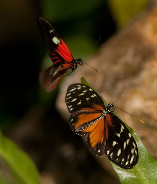 黄色的老虎 longwing 蝴蝶和红色邮差蝴蝶 — 图库照片