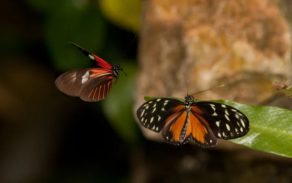 Żółty Tygrys longwing motyl i listonosz czerwony motyl — Zdjęcie stockowe