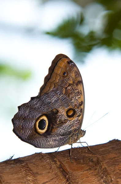 Tawny Owl Butterfly — Stock Photo, Image