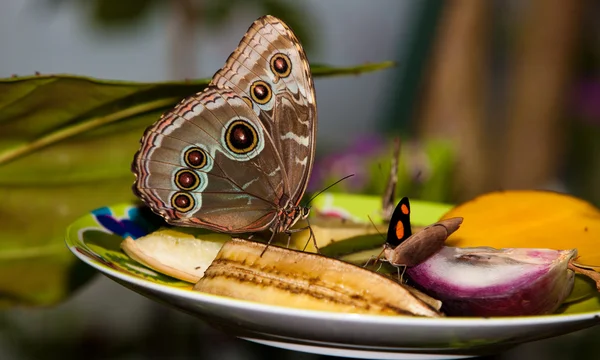 Blue Morpho Butterfly on fruit — Stock Photo, Image