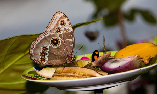 Mewa motyl na owoce — Zdjęcie stockowe