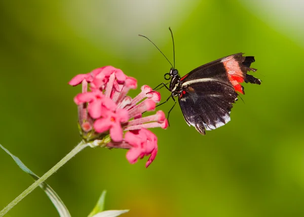 Czerwony listonosz naśladować motyl — Zdjęcie stockowe
