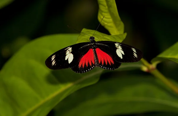 Czerwony listonosz naśladować motyl Zdjęcie Stockowe