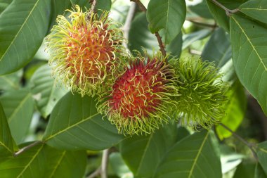 Rambutan meyve