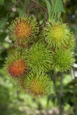 Rambutan meyve