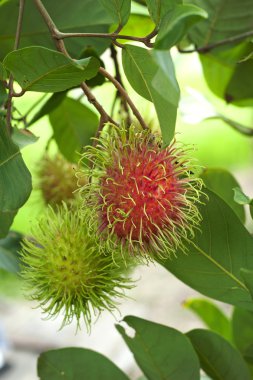 Rambutan meyve