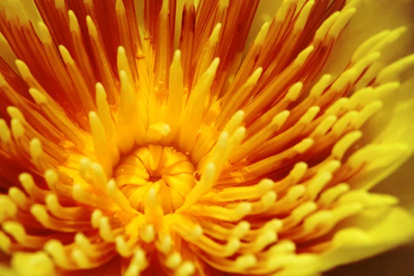 Polline giallo del loto — Foto Stock