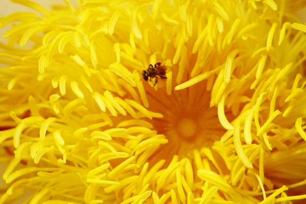 Pszczoła na nenufar — Zdjęcie stockowe