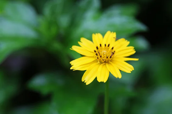 Yellow Daisy — Stock Photo, Image