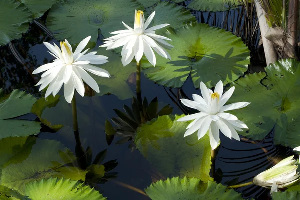 stock image White Waterlily