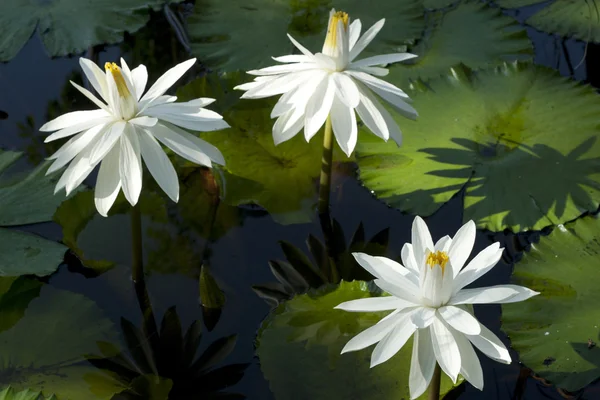 White Waterlily — Stock Photo, Image