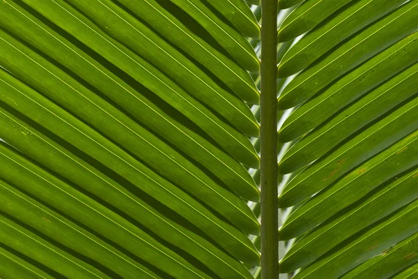 Kokosový list pozadí — Stock fotografie