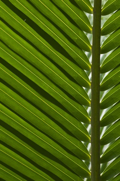 코코넛 잎의 배경 — 스톡 사진