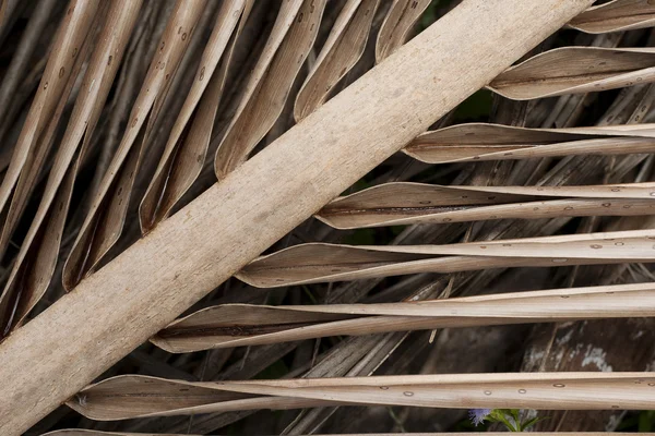 오래 된 코코넛 잎 — 스톡 사진