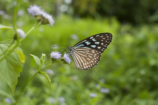 stock image Monarch Butterfly