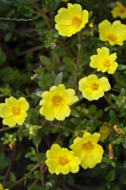 portulaca sarı çiçek